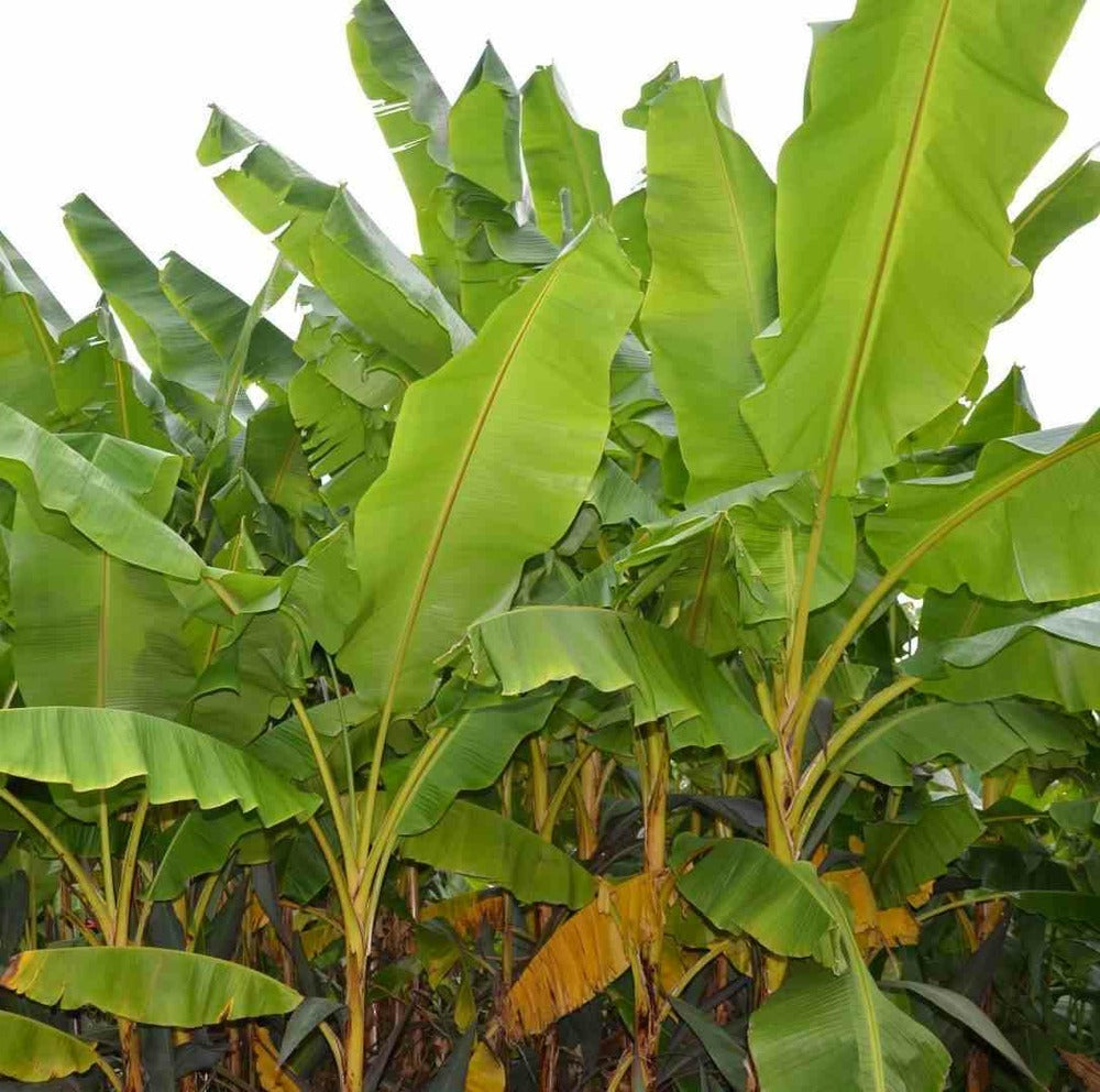  Musa Basjoo X Hybridum (bananier Rustique)- Pot De 7 Litres ? 80/100 Cm