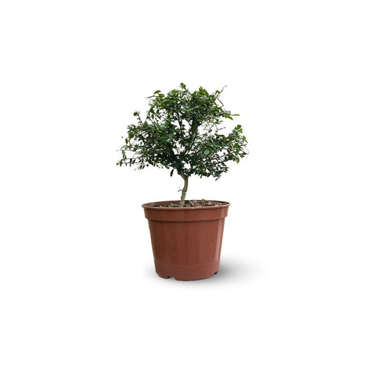  Citron Caviar Rouge - Agrume Méditerranéen - Arbre Fruitier - ↕ 50-60 Cm - ⌀ 20 Cm