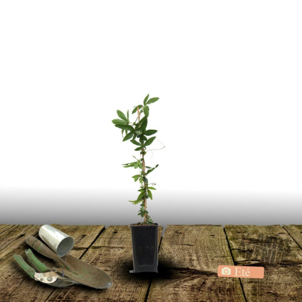  Passiflore Bleue/[-]pot De 2l - Tuteur Bambou 60/90 Cm