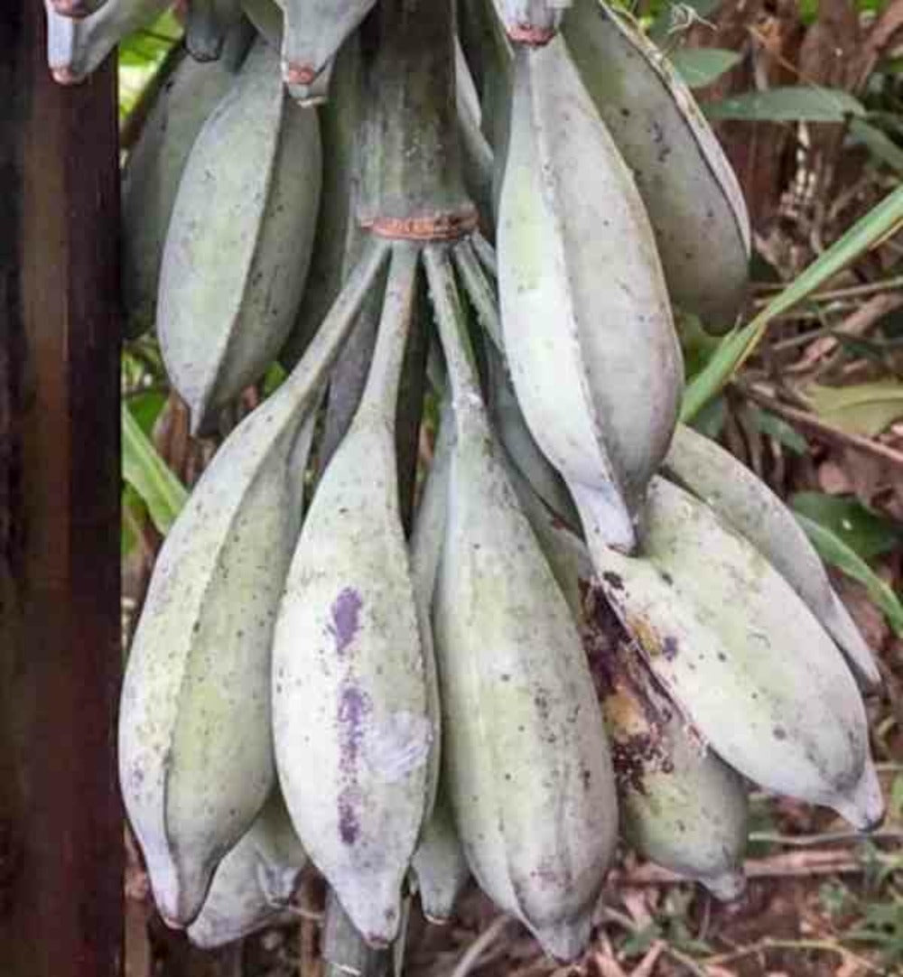  Musa Nagensium (bananier à Tronc Violet) Pot De 6 Litres - 100/120 Cm