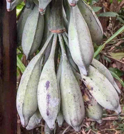  Musa Nagensium (bananier à Tronc Violet) Pot De 6 Litres - 100/120 Cm