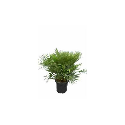  Chamaerops Humilis Var. Volcano (vulcan Palmier Doum)- Pot De 15 Litres - 80/100 Cm