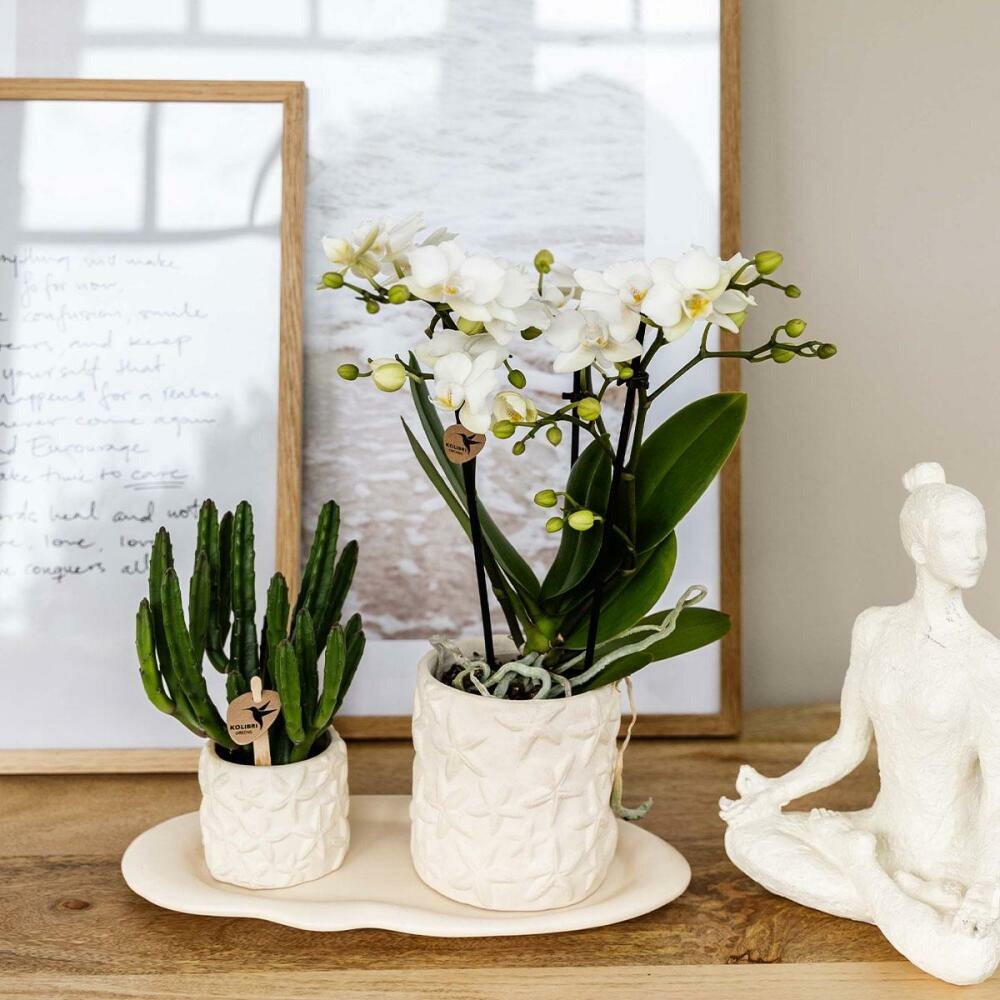  Kolibri Company Set Star Fish Small Phalaenopsis Blanc Orchidée Lausanne Et Succulente Y Compris Pots Décoratifs En Céramique