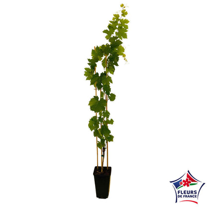  Vigne 'Chasselas Doré' : Pot De 3 Litres