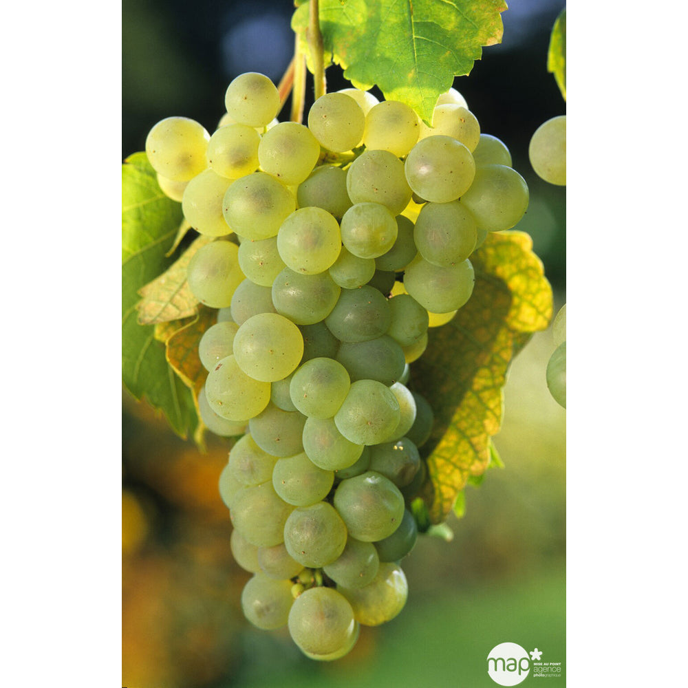  Vigne 'Chasselas Doré' : Pot De 3 Litres