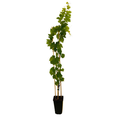  Vigne 'Muscat De Hambourg' : Pot De 3 Litres