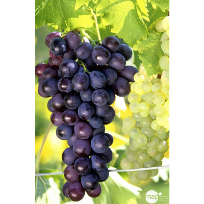  Vigne 'Muscat De Hambourg' : Pot De 3 Litres