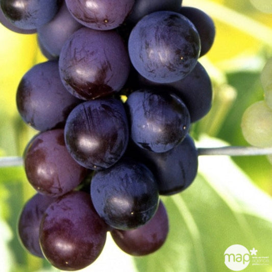  Vigne 'Muscat De Hambourg' : Pot De 3 Litres