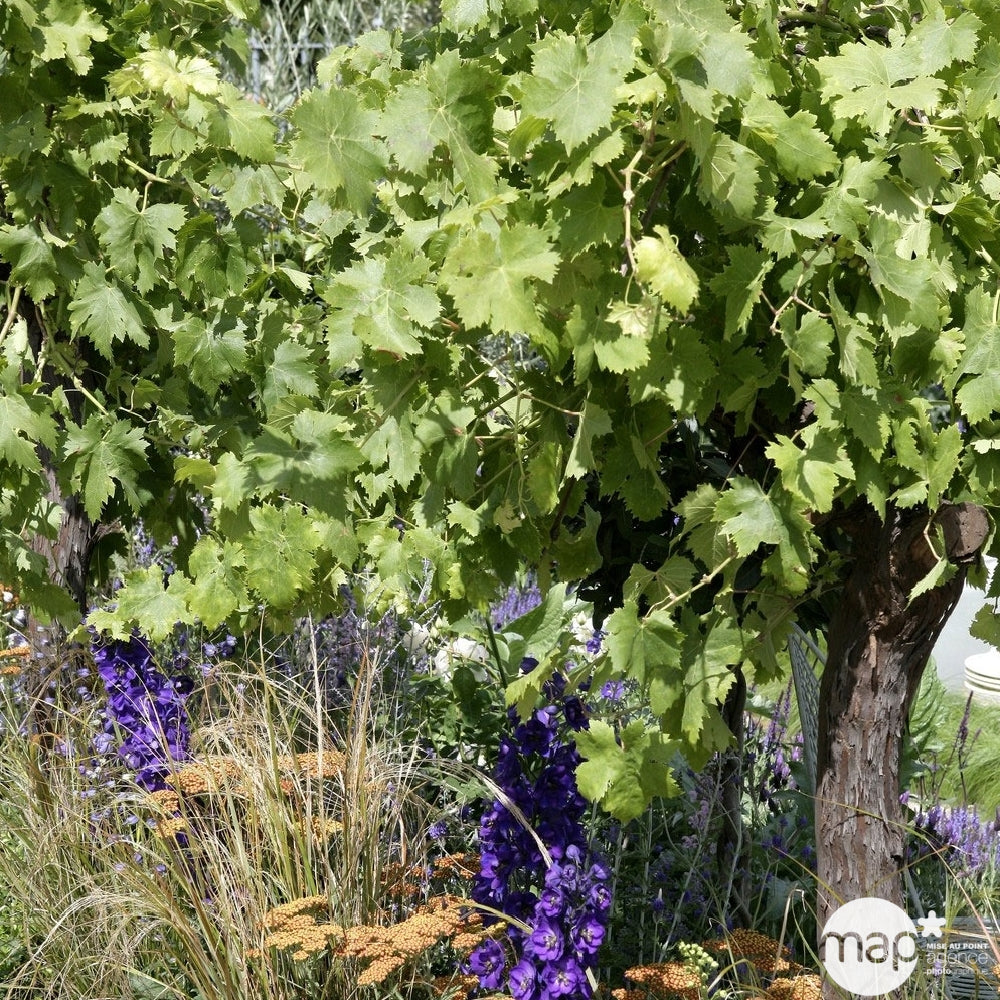  Vigne 'Cardinal' : Pot De 3 Litres