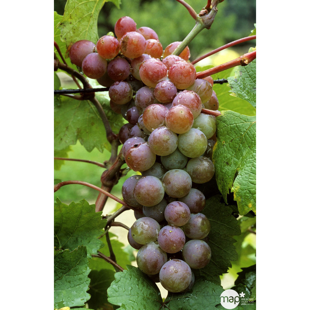  Vigne 'Cardinal' : Pot De 3 Litres