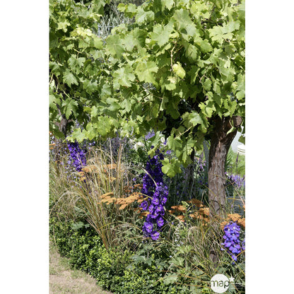  Vigne 'Cardinal' : Pot De 3 Litres