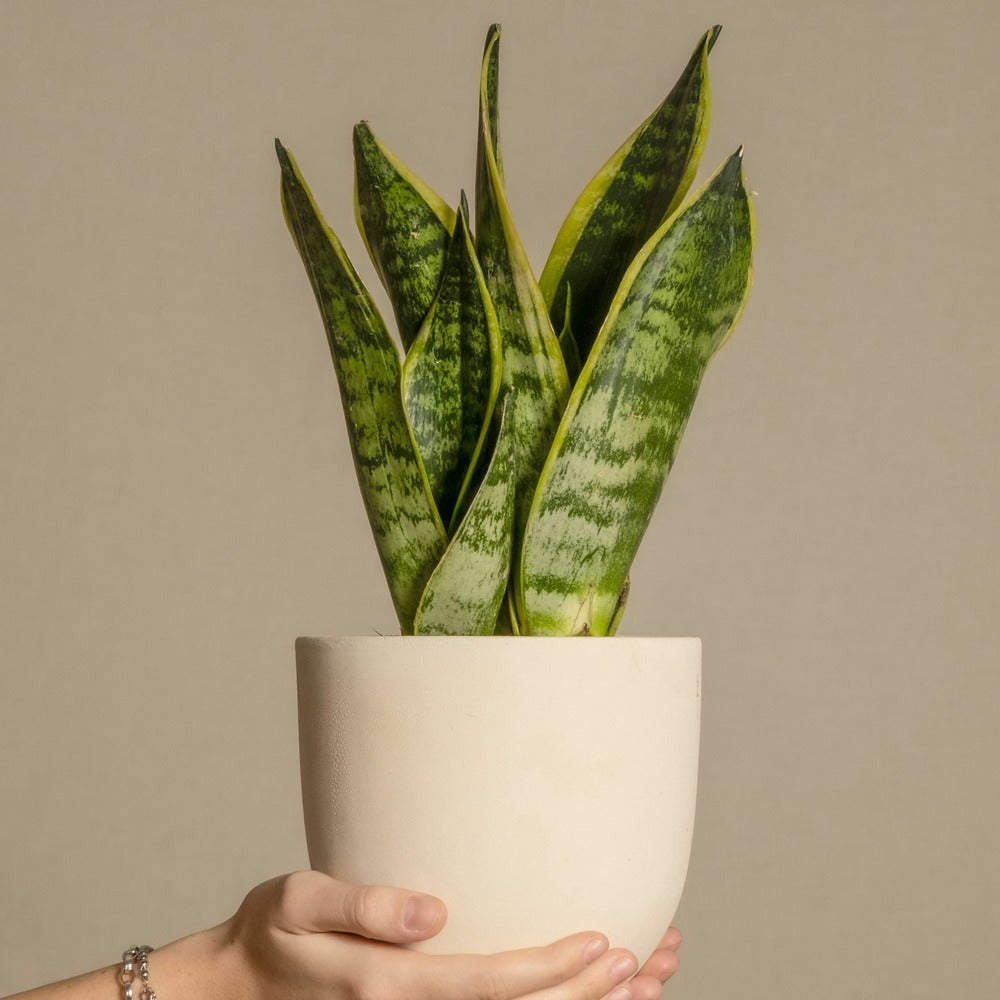  Langue De Belle-mère - Set De 3 - Sansevieria 'superba' - H35-40cm - ⌀12cm