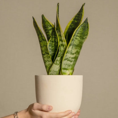  Langue De Belle-mère - Set De 3 - Sansevieria 'superba' - H35-40cm - ⌀12cm