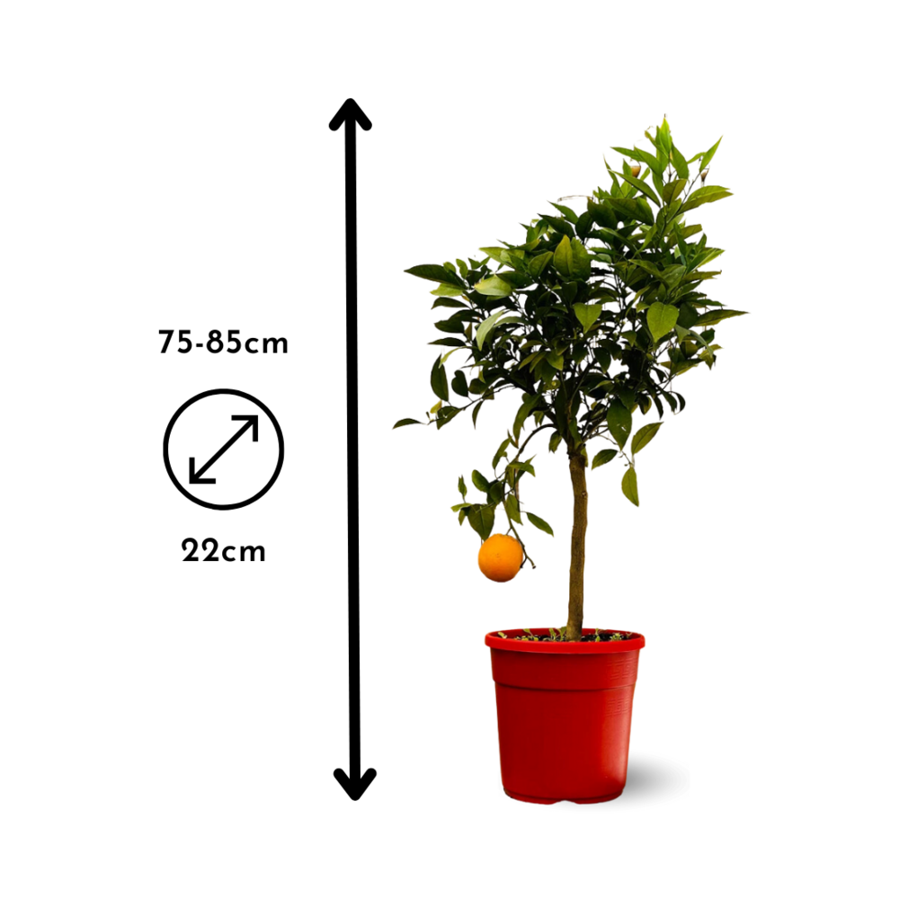  Oranger - Agrume Méditerranéen - Arbre Fruitier - ↕ 75-85 Cm - ⌀ 22 Cm
