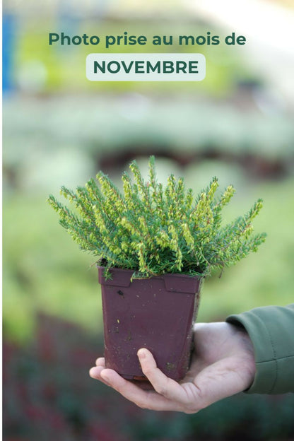  Bruyère D'hiver 'spring Surprise' - En Pot De 3 Litres