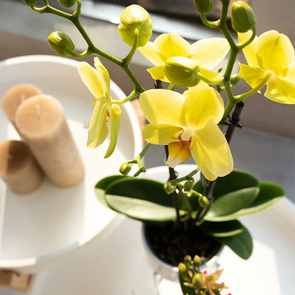  Orchidées Colibris - Orchidée Phalaenopsis Jaune - Voltera - Taille Du Pot 12cm