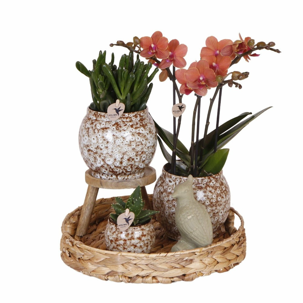  Coffret Untamed Nature : Orchidée Phalaenopsis Et Plantes Succulentes