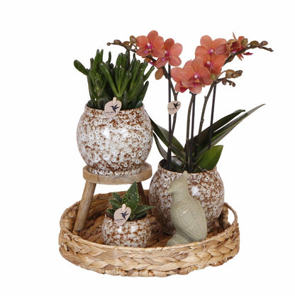  Coffret Untamed Nature : Orchidée Phalaenopsis Et Plantes Succulentes