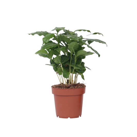  Caféier - Coffea Arabica - Hauteur 25-40cm - ⌀12cm