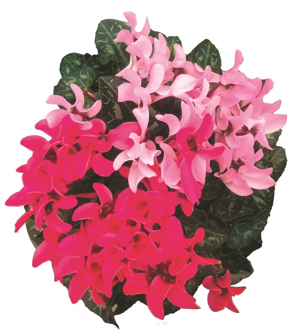 Cyclamen Mini Duo Pot 12 Cm Deco