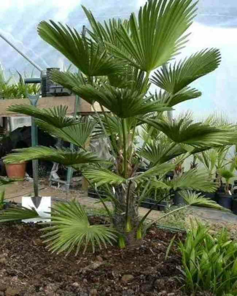  Trachycarpus Wagnerianus (palmier De Chusan)- Pot De 10l - Tronc 15/25 Cm - Total 60/80cm