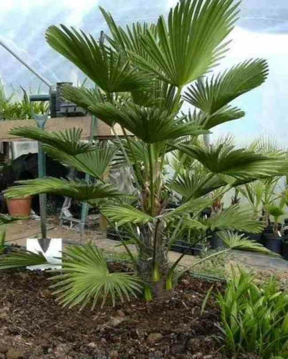  Trachycarpus Wagnerianus (palmier De Chusan)- Pot De 10l - Tronc 15/25 Cm - Total 60/80cm