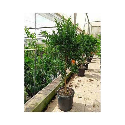  Citrus Clémentina Adulte (syn. Citrus Reticulata) Pot 230l - 175/200cm - Péri 50/60