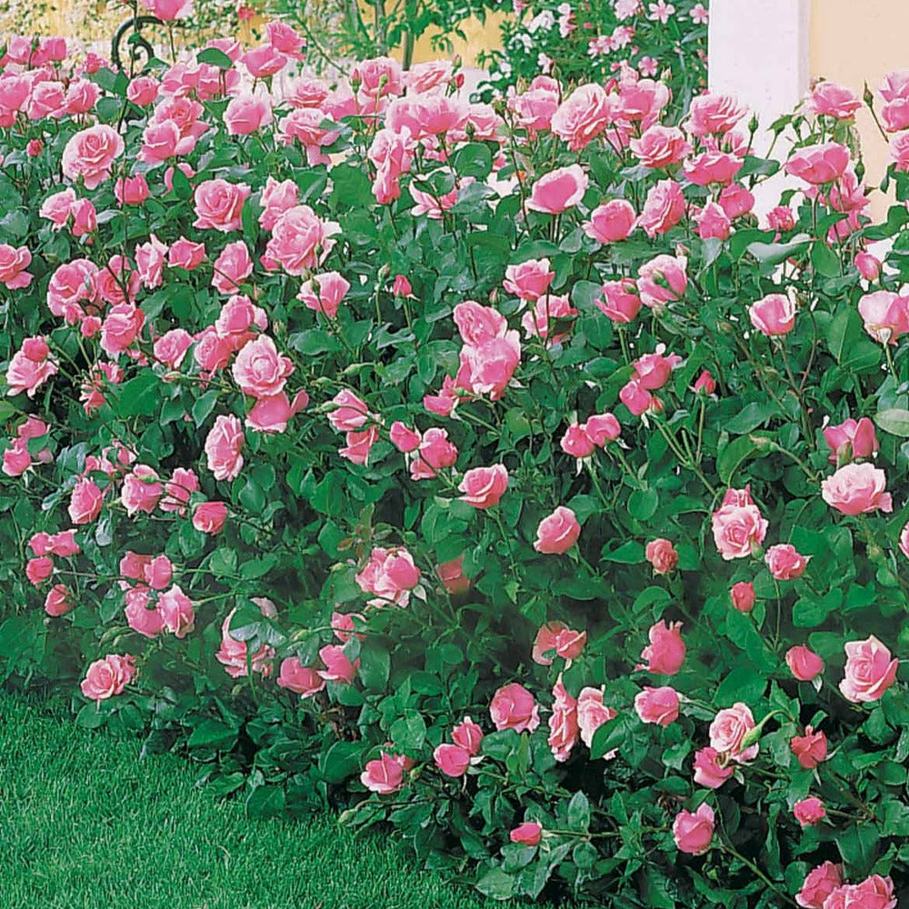  Rosier Queen Elisabeth - Le Pot / 3l / Hauteur Livrée 15-40cm