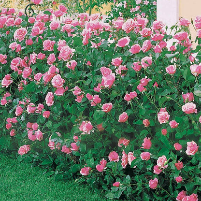  Rosier Queen Elisabeth - Le Pot / 3l / Hauteur Livrée 15-40cm