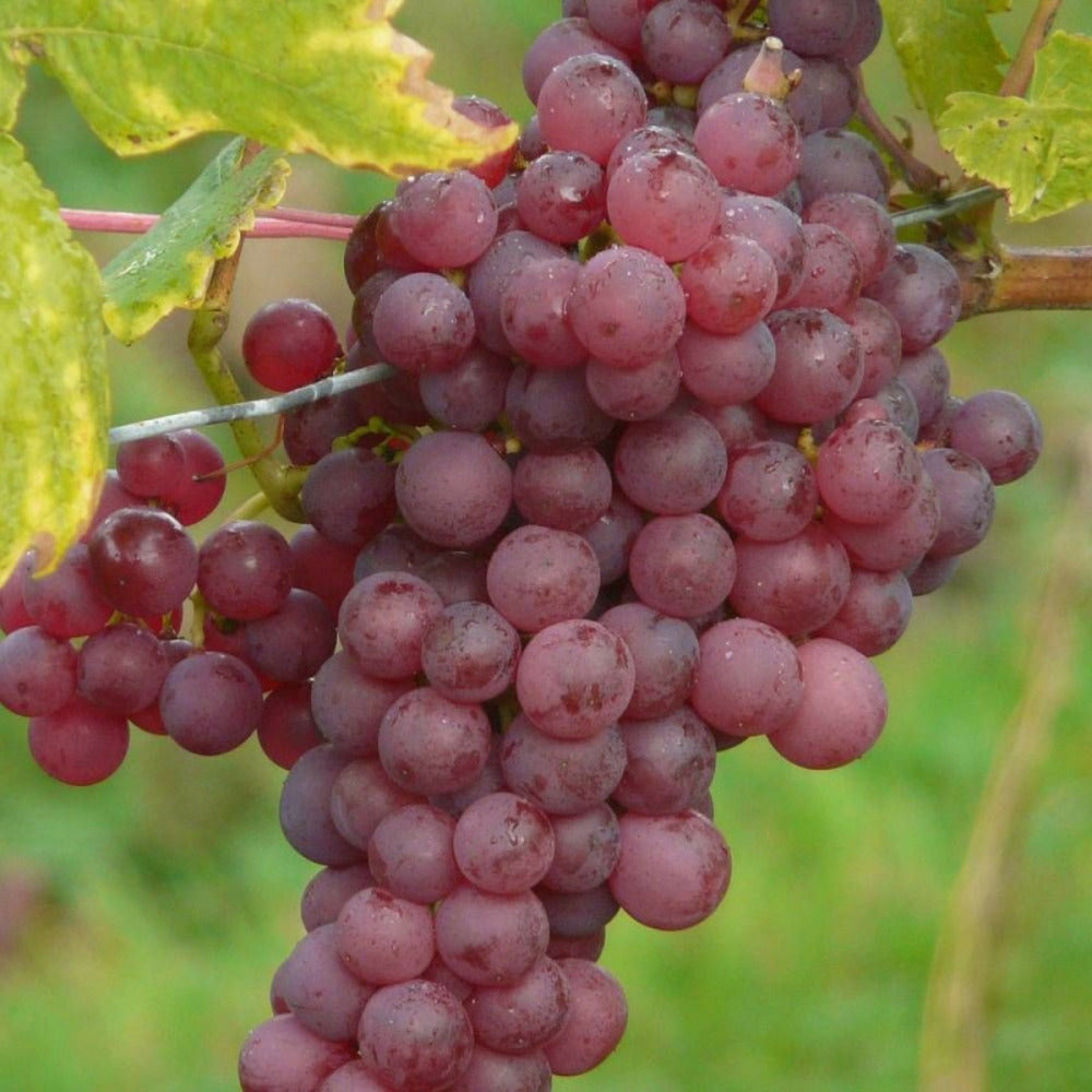  Vigne Vinifera Chasselas Rosé/[-]pot De 3l - Echelle Bambou 60/120 Cm