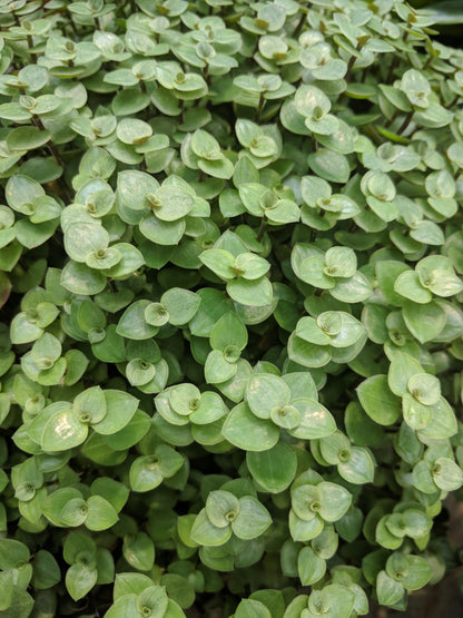  Lot De 6 - Callisia Repens - Plante Tortue - Comestible Pour Animaux - 10-20 Cm De Haut - Pot 12 Cm