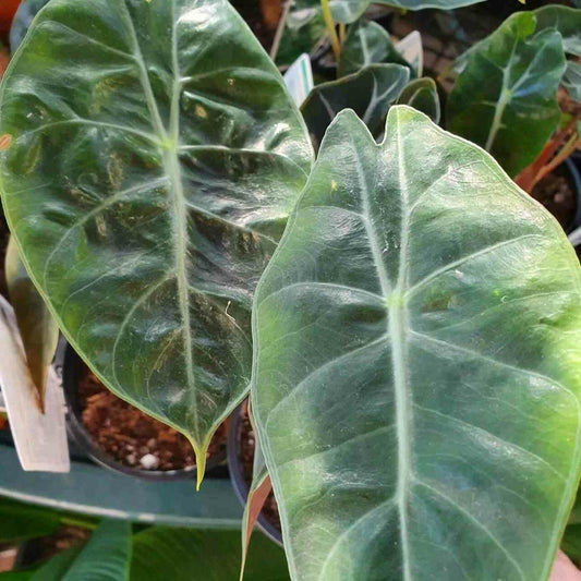  Alocasia 'pink Dragon' (oreille D'éléphant, Taro) Taille Pot De 3 Litres - 50/60 Cm
