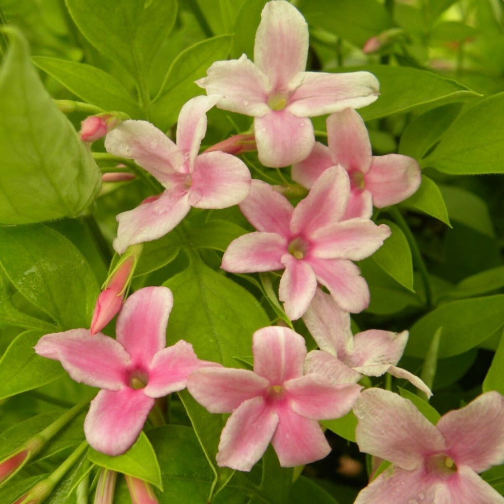  Jasmin Stephanense/[-]godet - 5/20 Cm