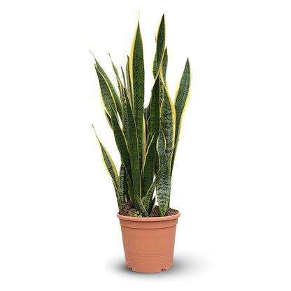  Sansevieria Trifasciata Laurentii -plante D'intérieur - Peu D'entretien - ↕ 110-120 Cm - ⌀ 30 Cm - Succulente