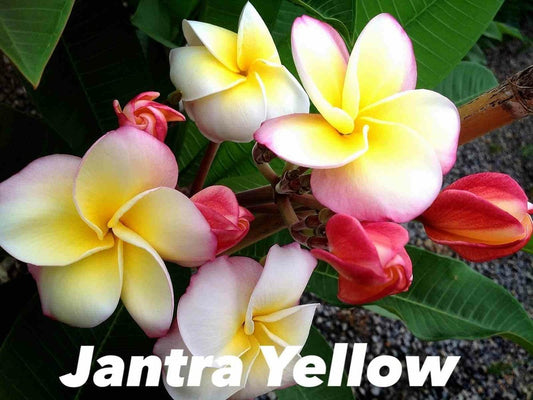  Plumeria Rubra "jantra Jaune" (frangipanier) Pot De 2 Litres ? 20/30 Cm - Couleur Floraison:tricolore