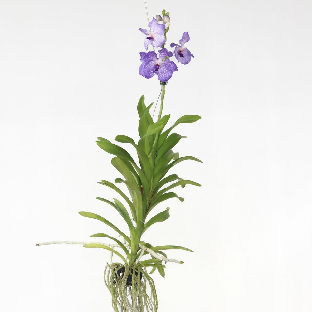  Orchidée - Vanda 'new Blue' - Hauteur 55-65cm