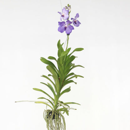  Orchidée - Vanda 'new Blue' - Hauteur 55-65cm
