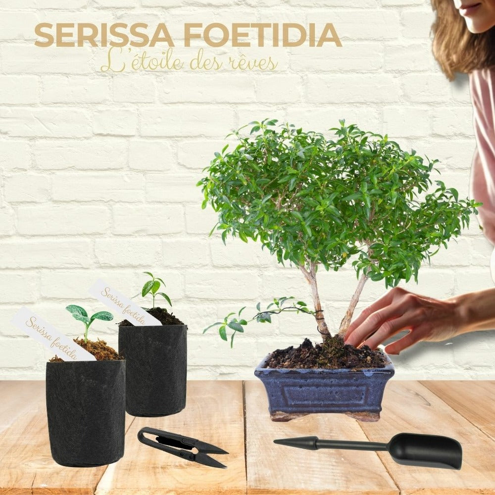  Cultivea- Kit First Bonsai Serissa Foetida Avec Accesoires