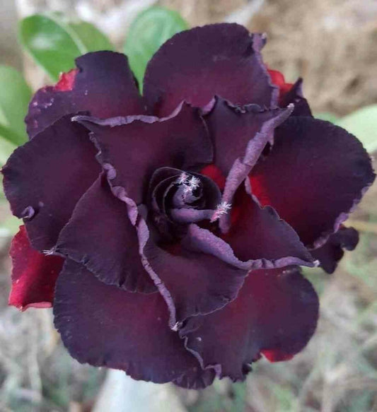  Adenium Obesum Cv.lampe Noire Couleur Floraison:noir - Caudex D'environ 300g 20/25cm