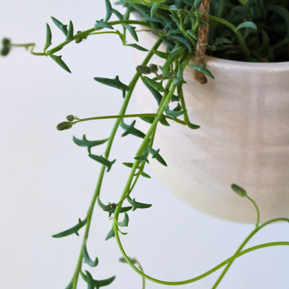  Plante Tortue - Senecio Peregrinus - Hauteur 10-20cm - ⌀12cm