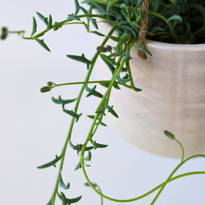  Plante Tortue - Senecio Peregrinus - Hauteur 10-20cm - ⌀12cm
