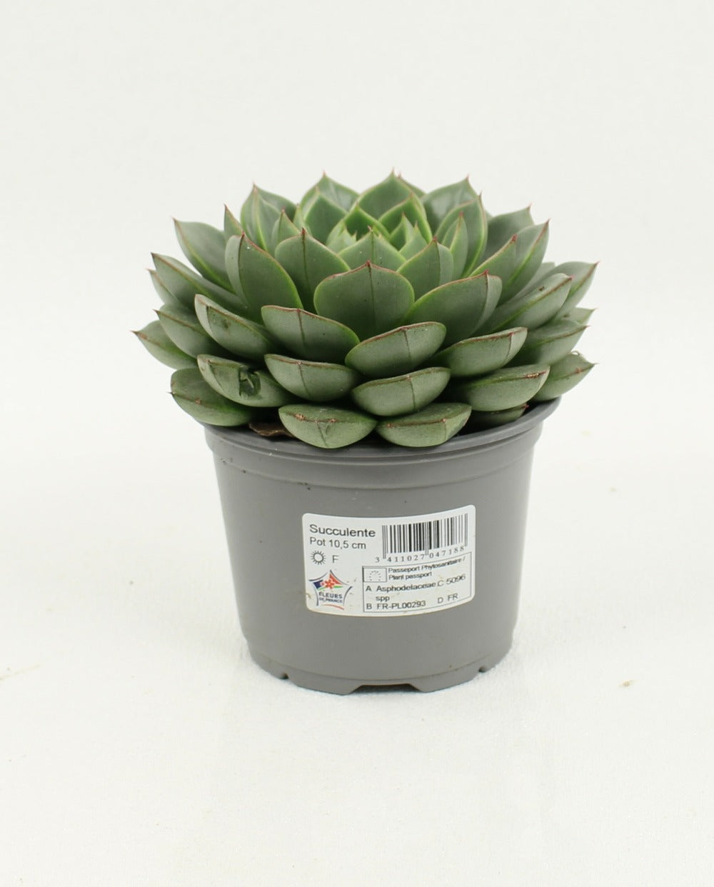  Succulentes Variees Pot 10,5 Cm