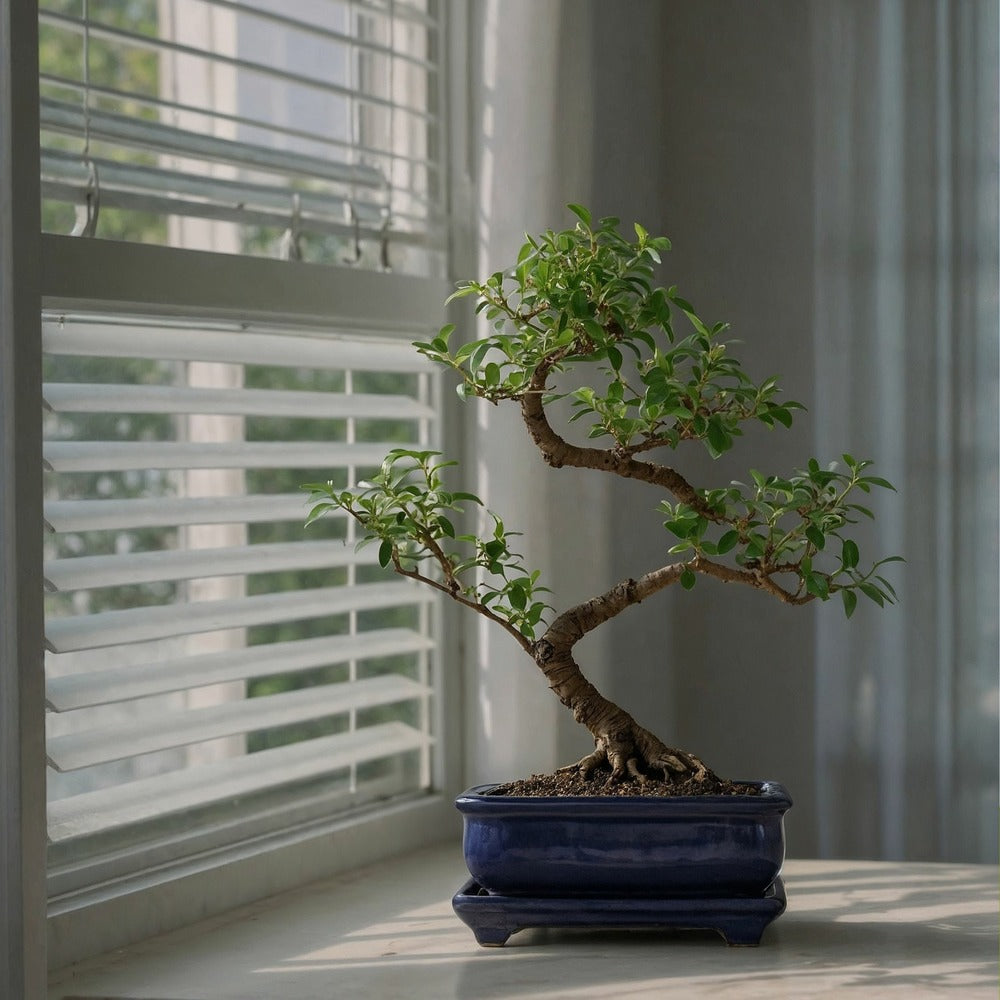  Bonsaï - Carmona Microphylla - Hauteur 25-30cm - ⌀20cm