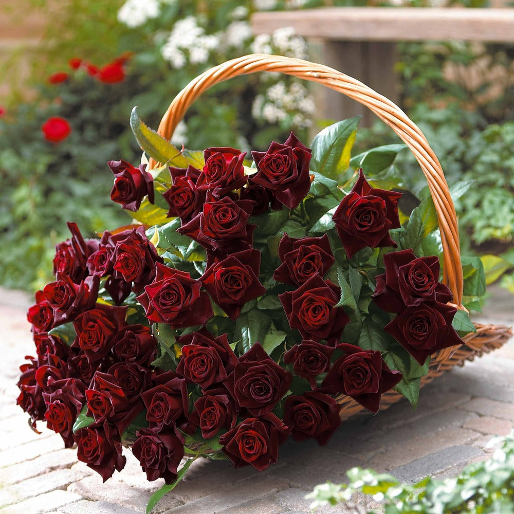  Rosier Buisson Black Baccara ® Meidebenne - La Pièce En Racine Nue / 3+ Branches