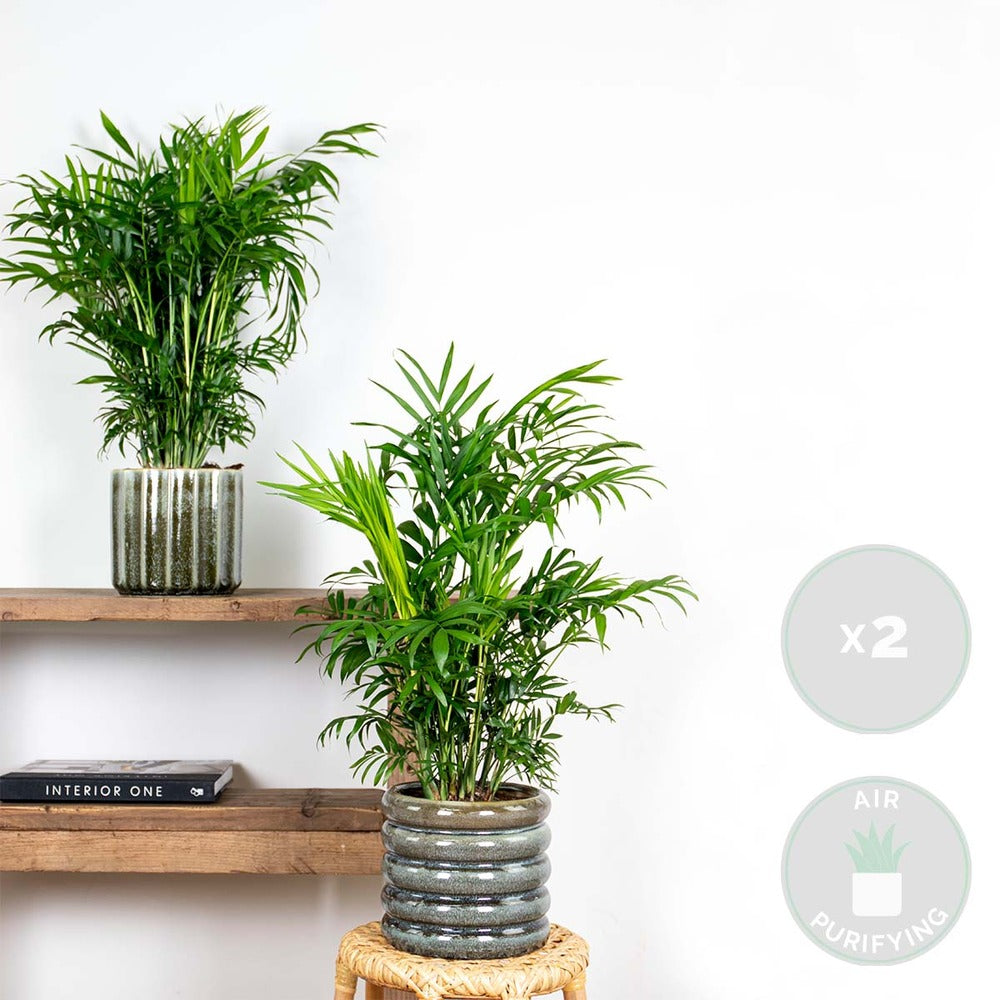  Lot De 2 - Chamaedorea Elegans - Palmier Nain Mexicain - 50-60 Cm De Haut - Pot 17 Cm
