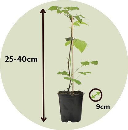  Framboisier - Set De 3 - Rubus Ideaus 'autumn Bliss' - Hauteur 25-40cm - ⌀9cm