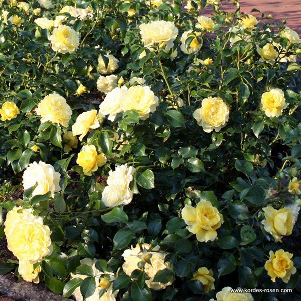  Kordes Rigo-rosier - Rosa 'solero'®