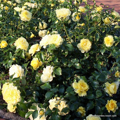 Kordes Rigo-rosier - Rosa 'solero'®