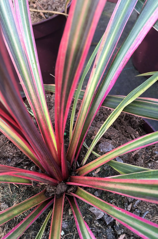  Cordyline 'can Can' - En Pot De 3 Litres