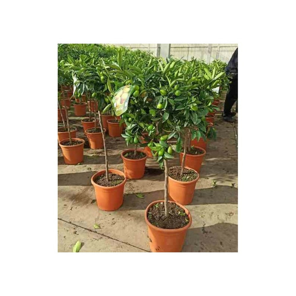  Citrus Kucle Agrumes Hybride Kumquat Et Clementinier (kumquatine) Pot De 4 Litres - 30/50 Cm